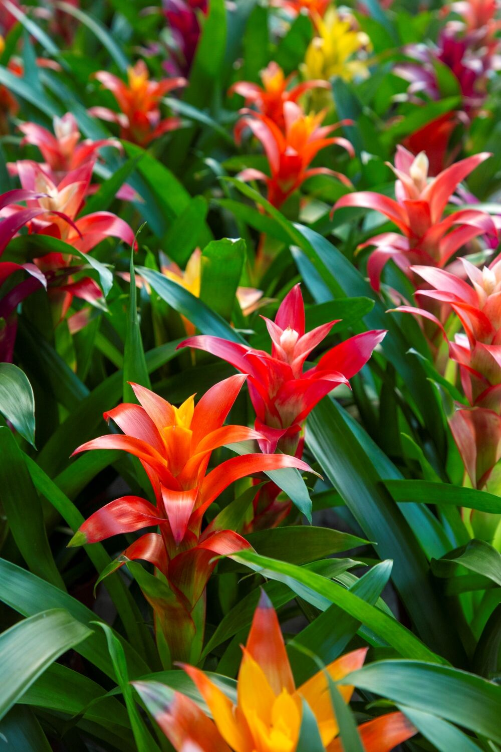 Blossom of Scarlet Star Plant (Guzmania bromelia) in group