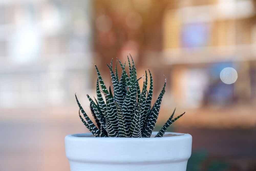 Closeup image of Zebra Cactus (Haworthiopsis attenuata) in a pot with blurred back