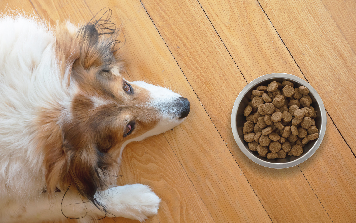 What Types of Dog Food Cause Soft Stool: Top Causes Revealed