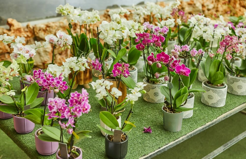 Fancy colored orchid plants at a table