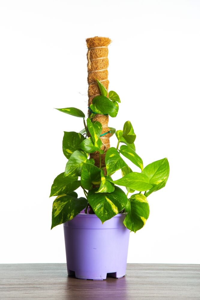 Devil's Ivy (Golden Pothos, commonly known as Money Plant)