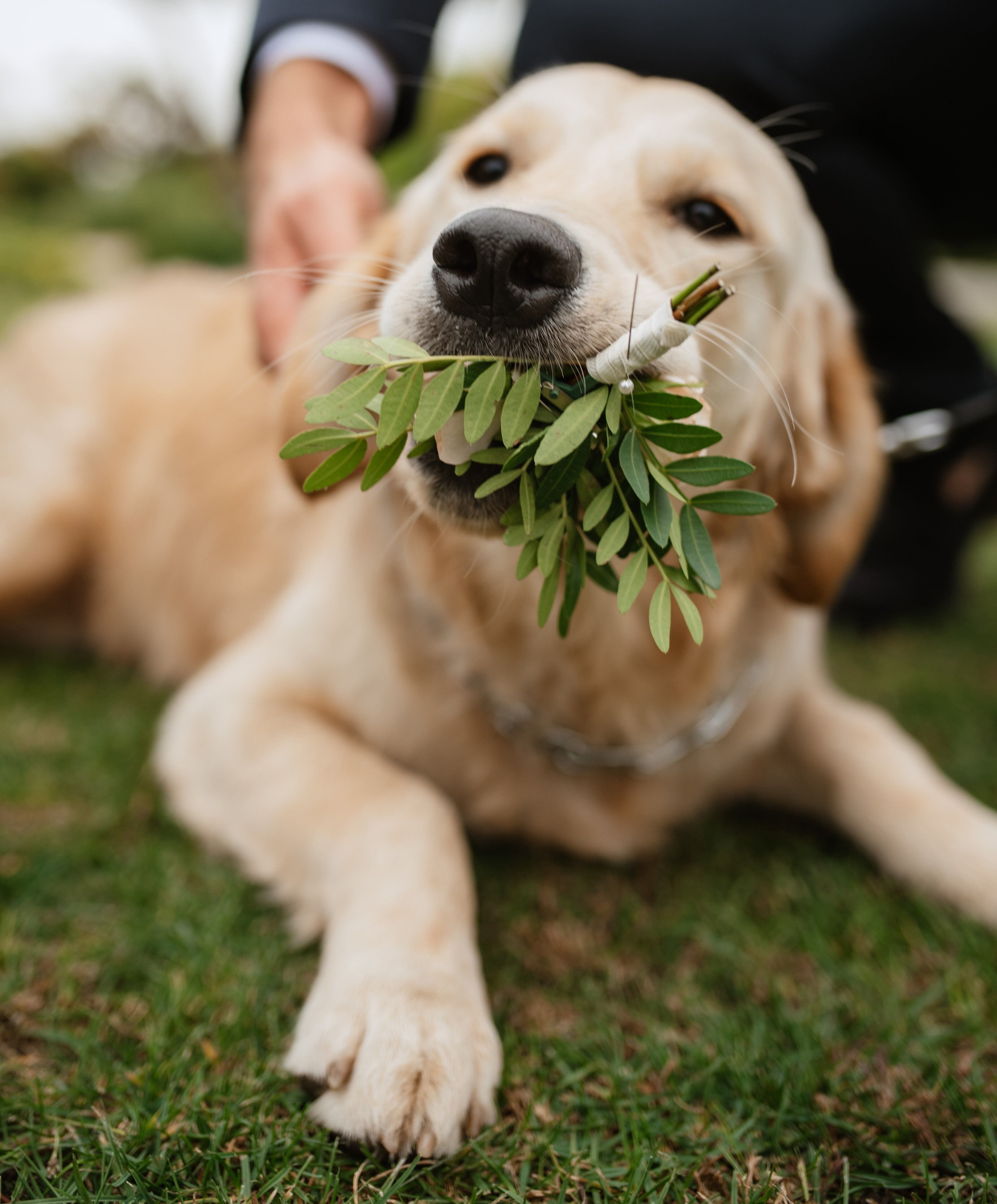 golden retriever eating a plant