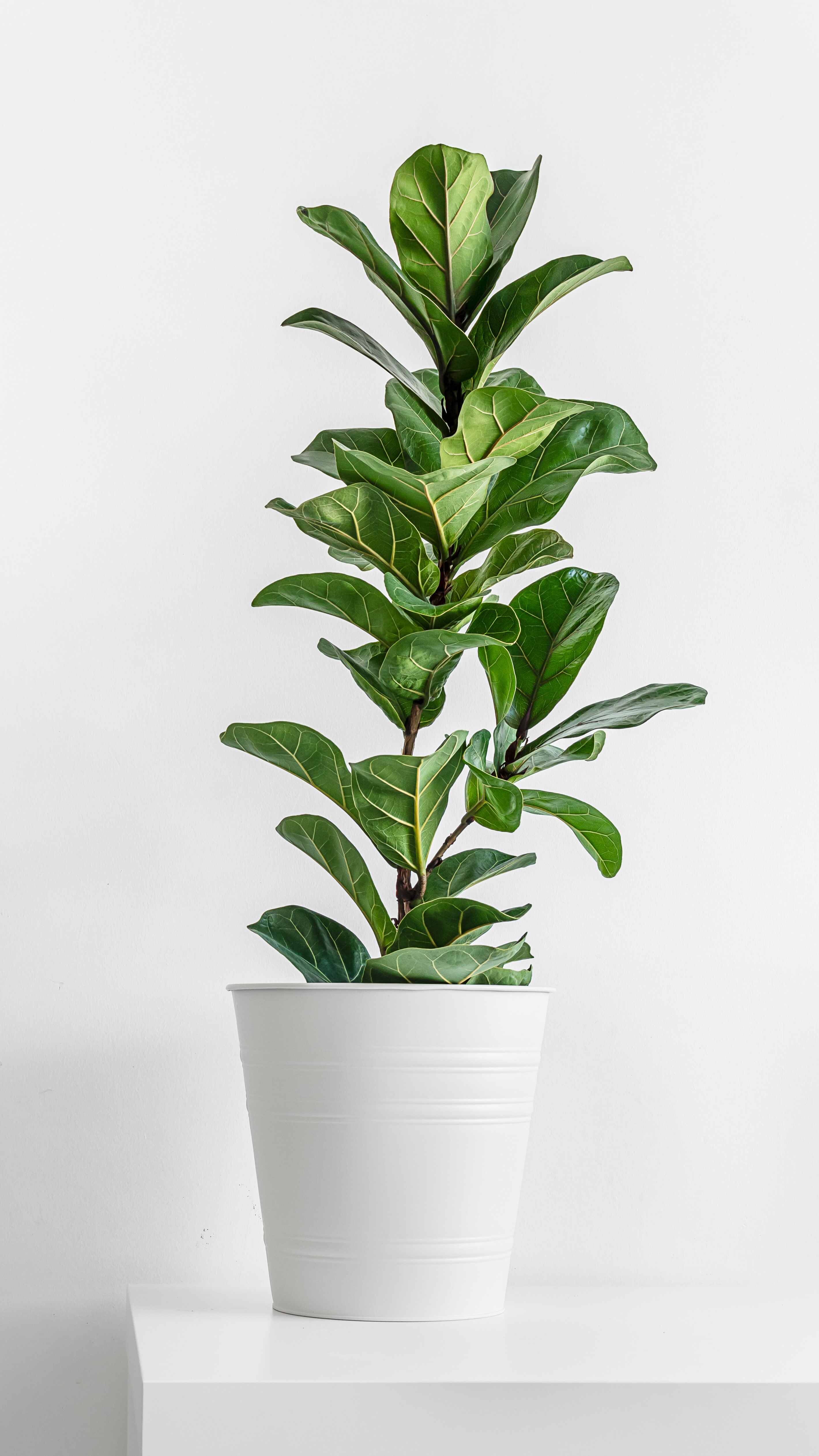 Home plant ficus lyrata or fiddle fig isolated on table