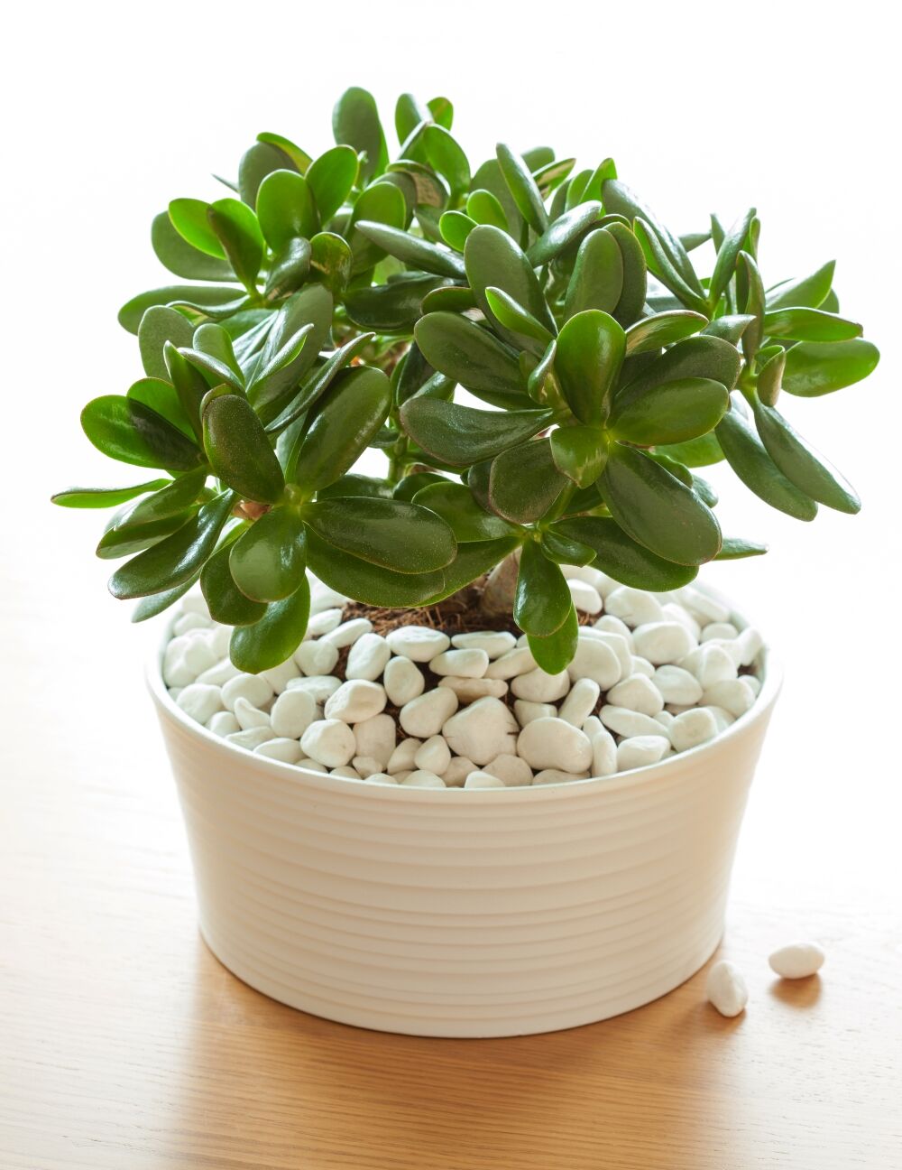 Houseplant Crassula Ovata Jade Plant