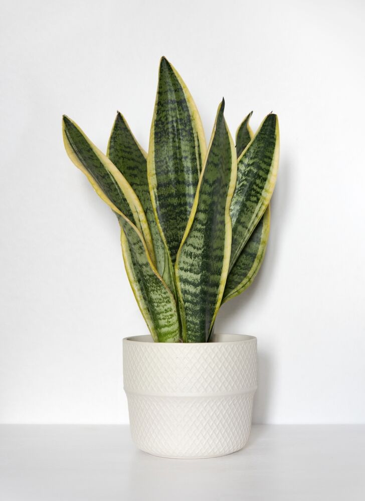 Mother in law tongue (snake plant)
