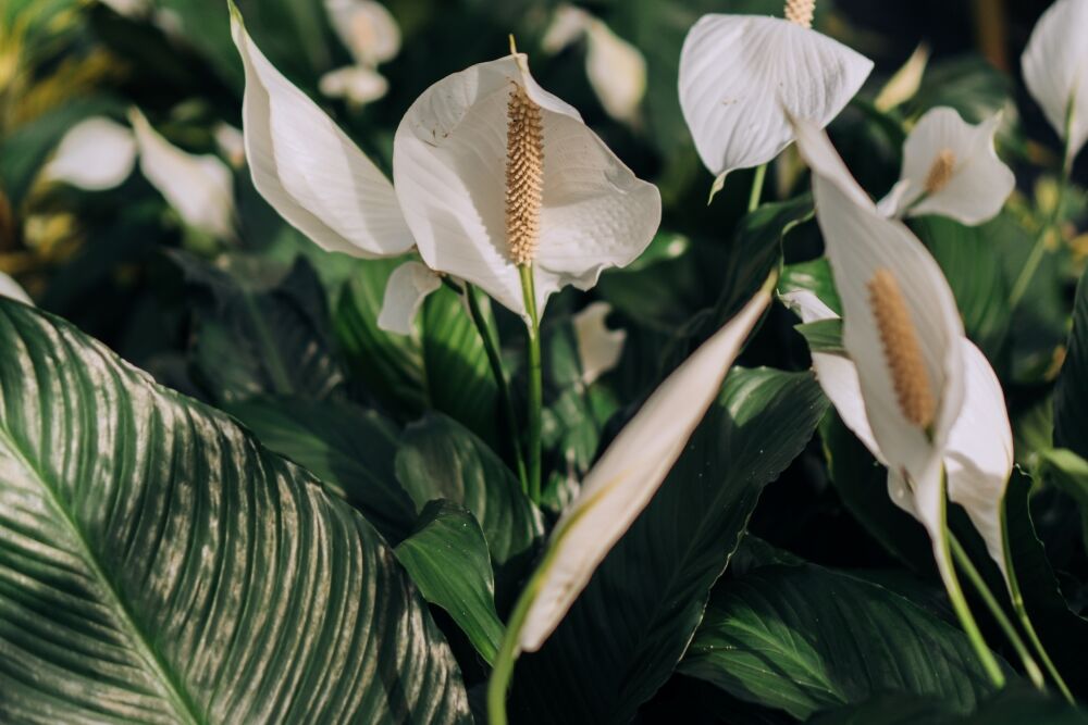 peace lily plants
