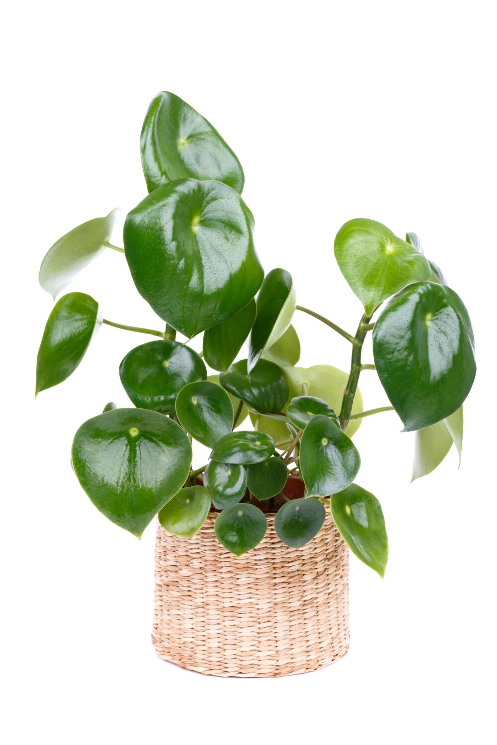 a peperomia polybotrya or raindrop plant