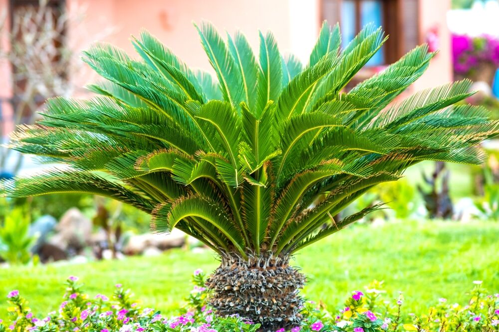 Small green Sago Palm tree surrounded with bright blooming flowers