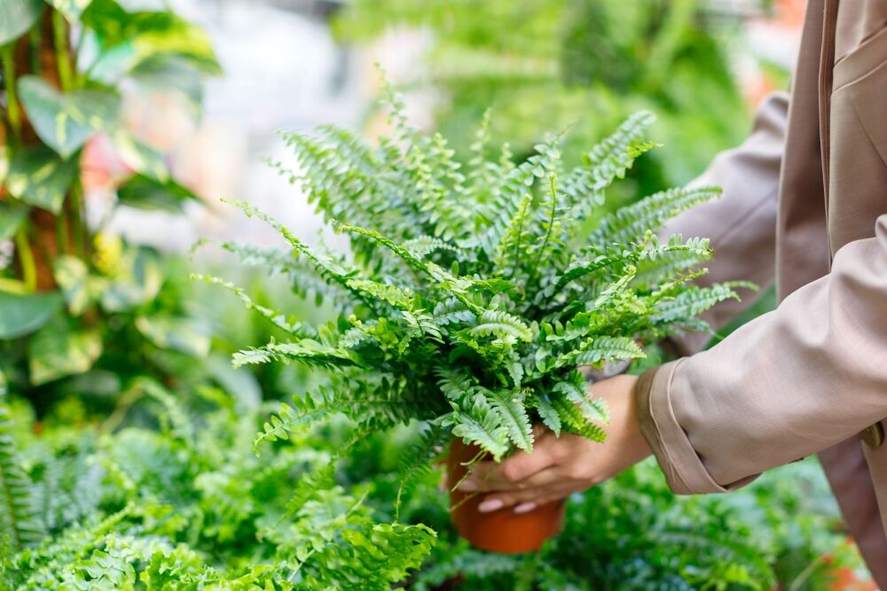 woman holding a boston fern plant