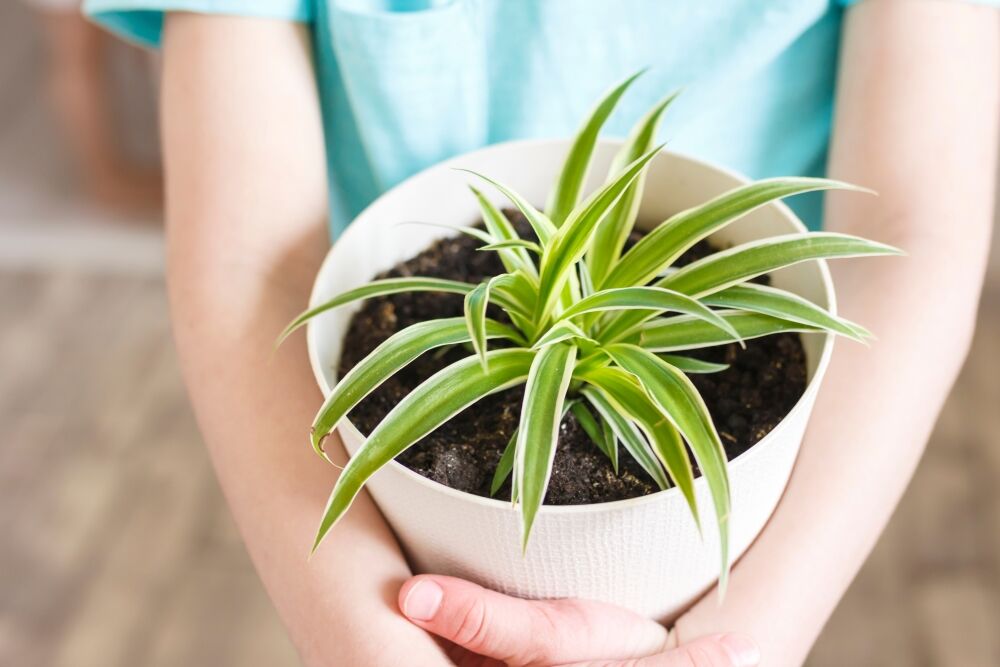 Spider Plant (Chlorophytum comosum)