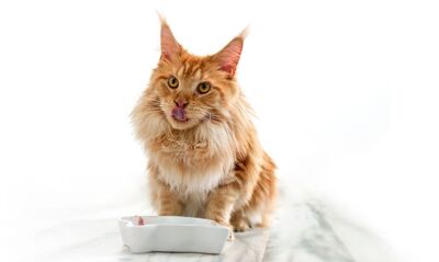 Buy Reversible Feeding & Licking Mats for Cats Online in UAE at Furchild