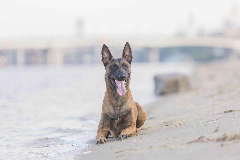 10 dogs heat stroke prevention tips to keep your dog cool this summer