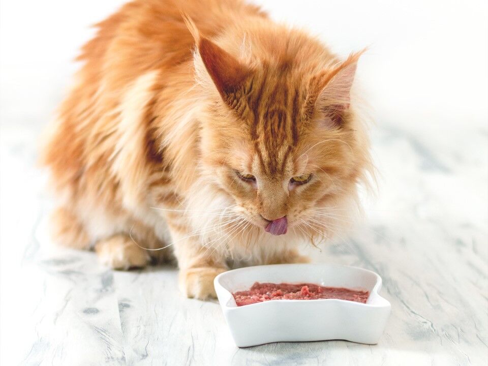 3 Reasons Why Vets Are Against Raw Pet Food Furchild