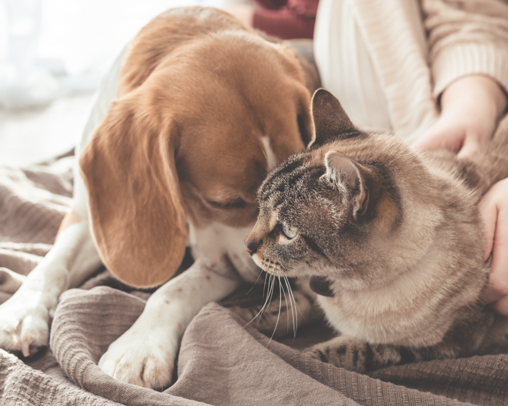Tips To Support Your Pet's Immune System - Furchild - Gluten Free Canine Immune System Support