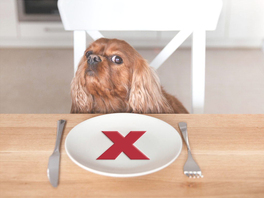 Dog Food Ingredients To Avoid dog-food-ingredients-to-avoid