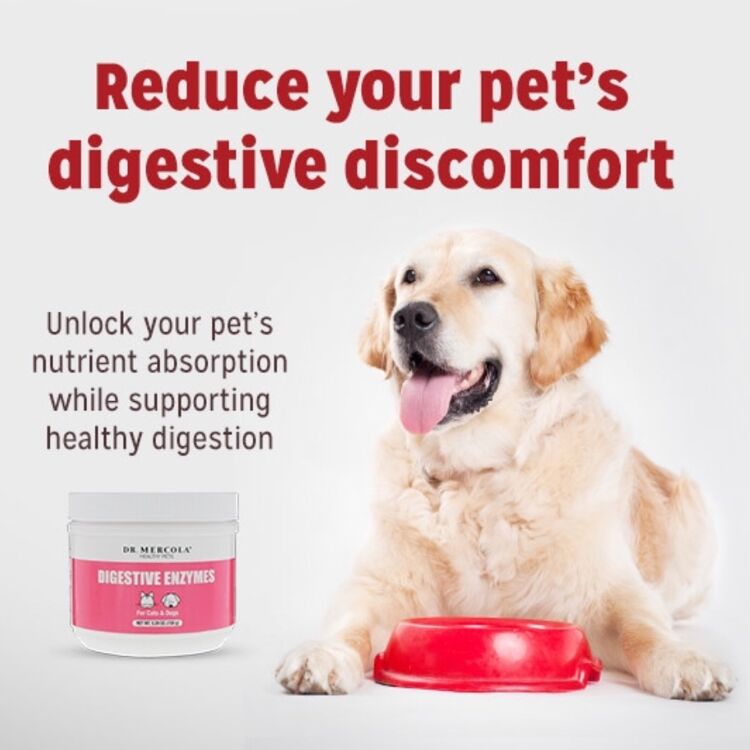 Dr. Mercola Healthy Digestive Enzymes Products and Knowledge