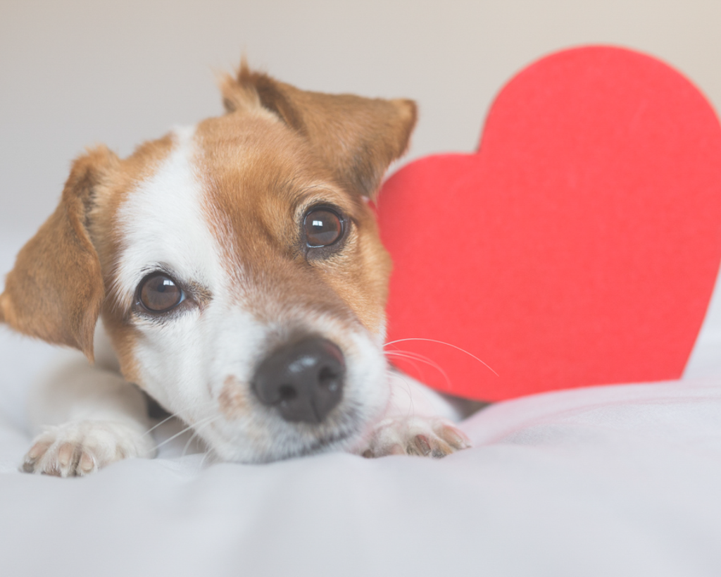 Importance of Heart Health in Pets: Causes, Precautions & Support ...