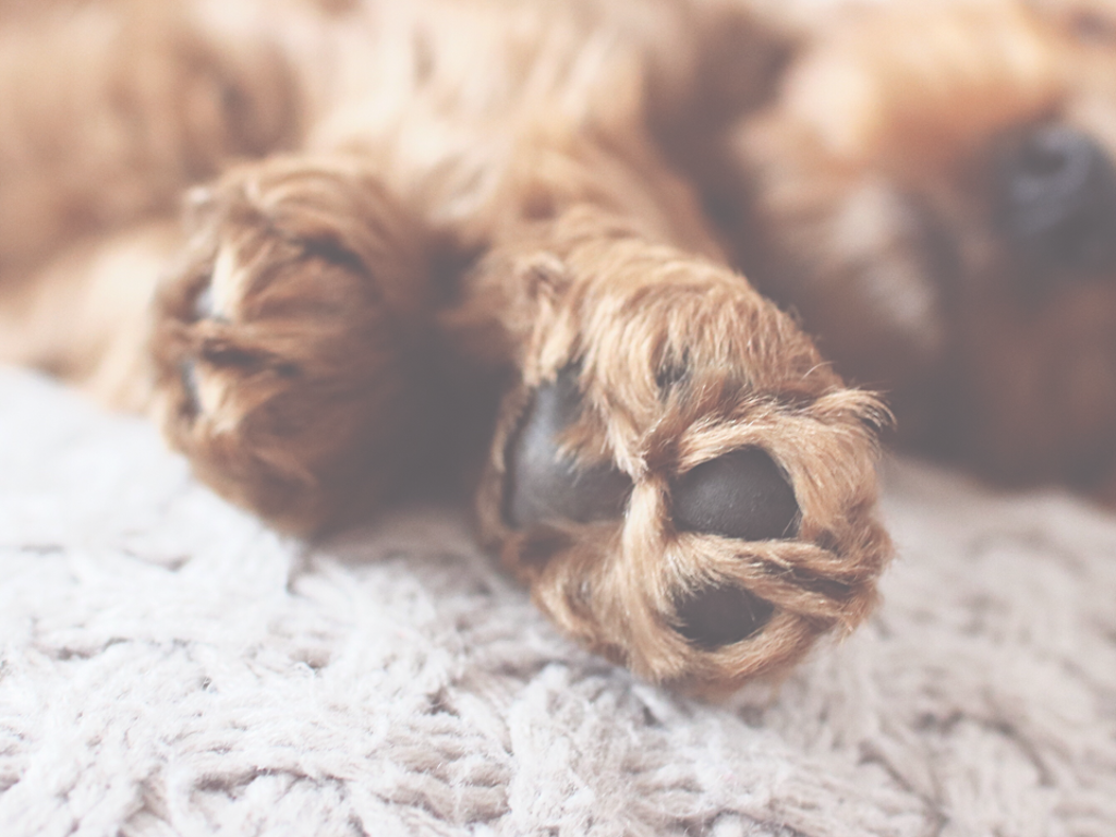 how can i harden my dogs paws