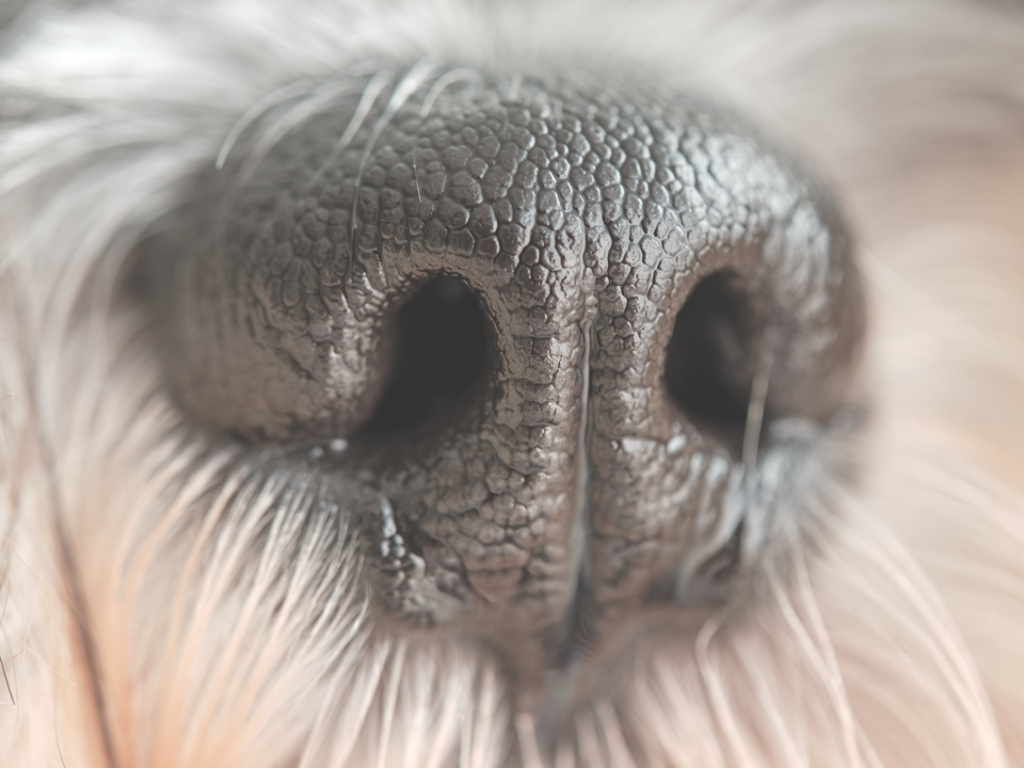 How to Naturally Treat Hyperkeratosis: Why do Dogs get Dry, Crusty Noses? How To Naturally Treat Hyperkeratosis: Why Do Dogs Get Dry, Crusty Noses?
