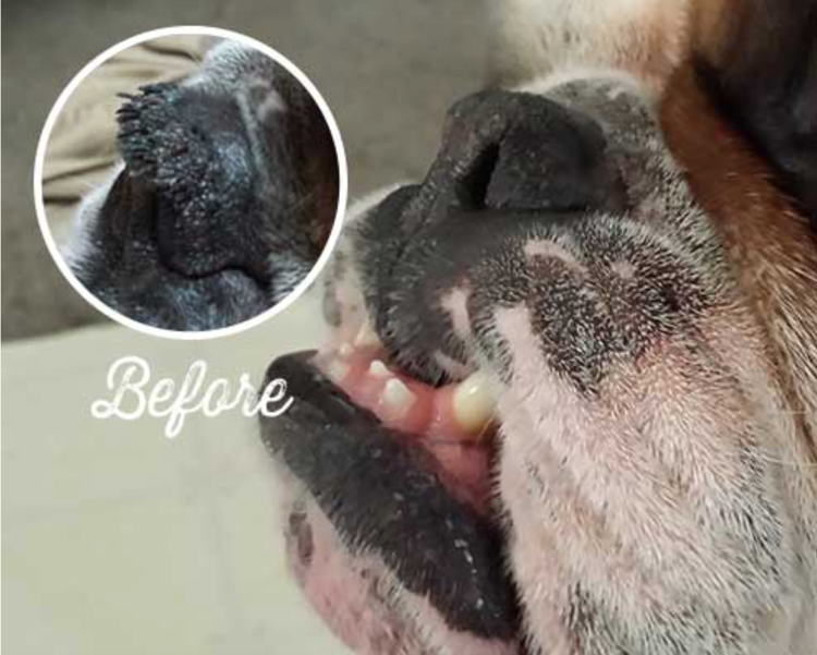How to Naturally Treat Hyperkeratosis Why do Dogs get Dry, Crusty Noses?