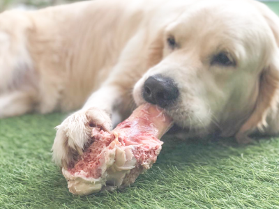 Benefits of raw bones for dogs best sale