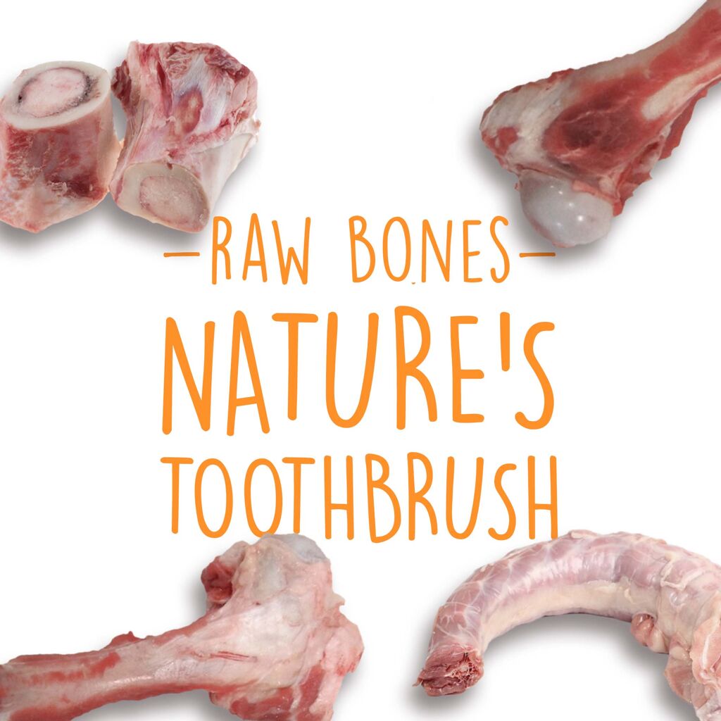 Raw Bones Are Nature's Toothbrush