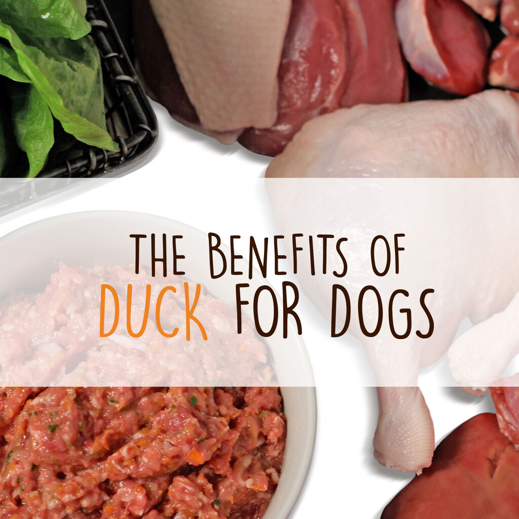 The Benefits of Duck for Dogs