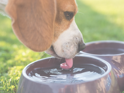 High moisture foods for dogs and cats Necessity and Benefits