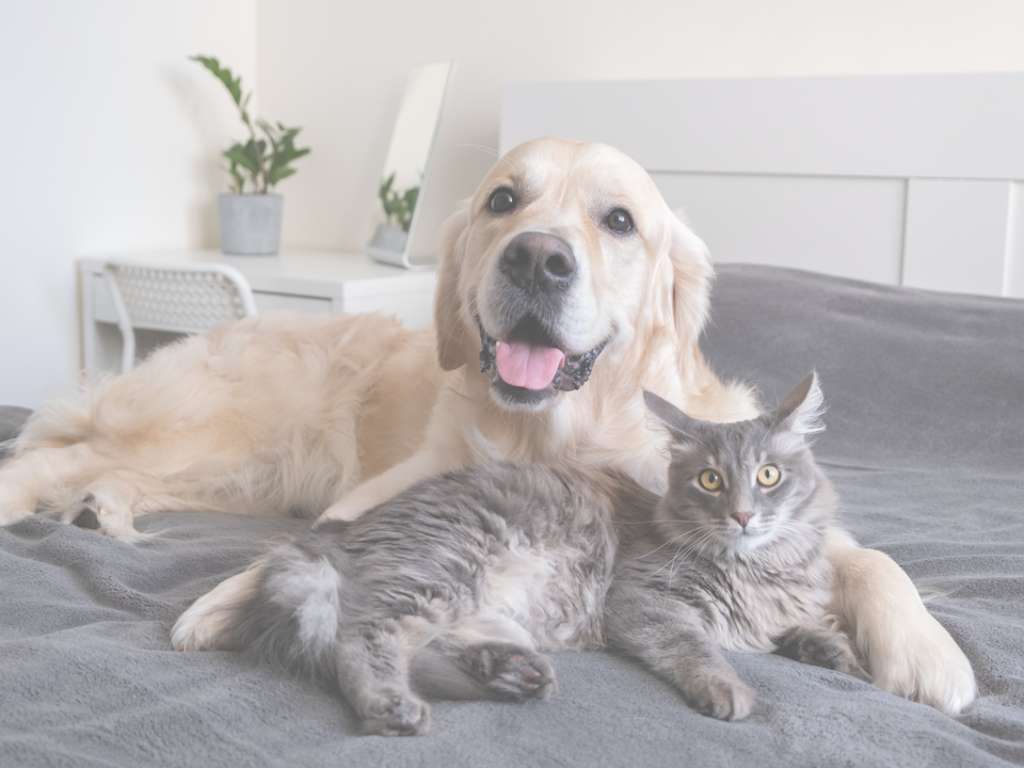 Where to Adopt or Foster Pets (Dogs and Cats) in Dubai, Abu Dhabi, and the UAE Furchild
