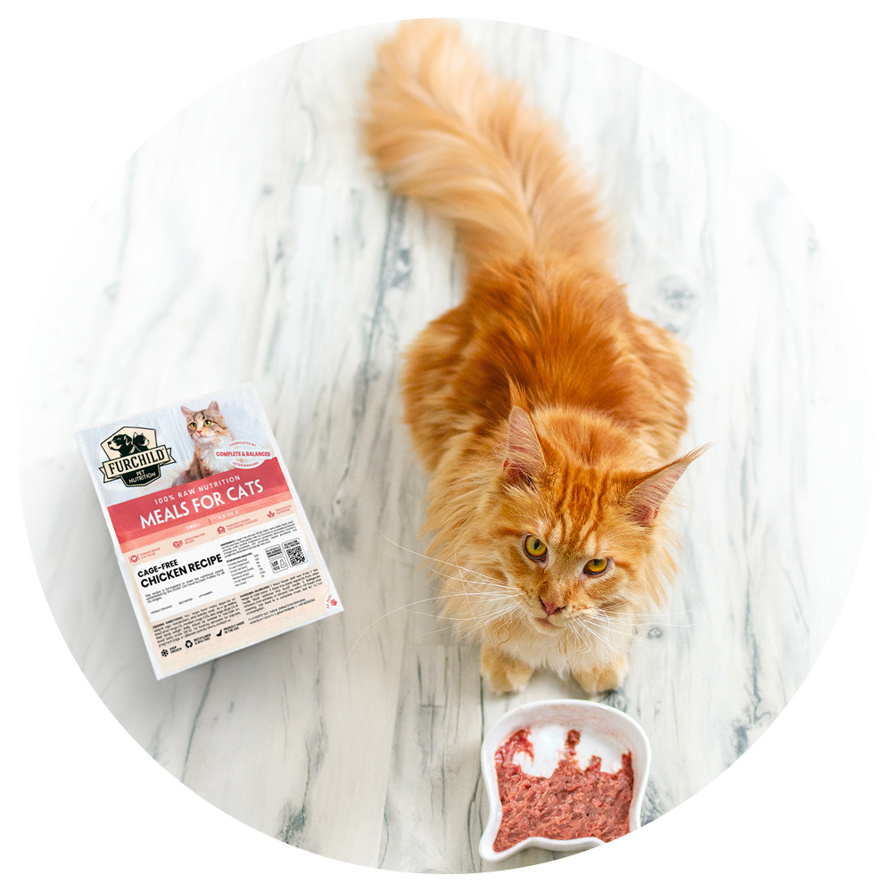 Picture of an orange Maine Coon cat in our store. Come visit us with your cats in-store or avail cat food delivery at your convenience