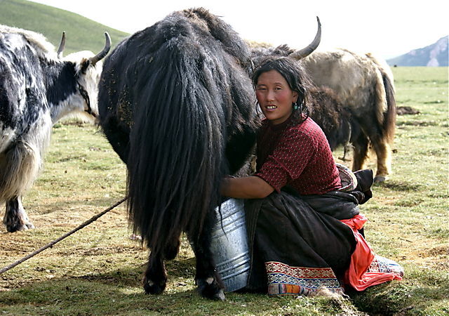 Harvesting Himalayan Yak Milk in the Himalayan Region