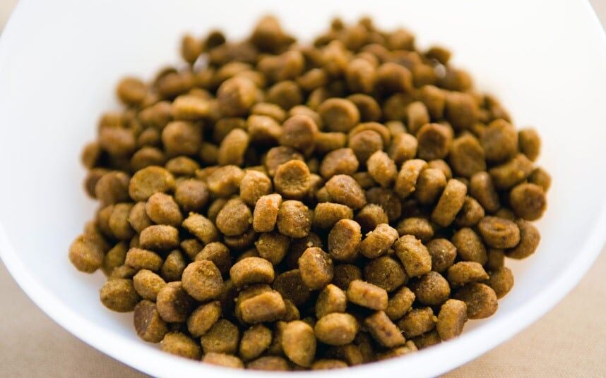 Kibble in a bowl and the Shocking Truths of Kibble and Canned Pet Foods
