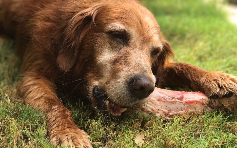 dog chewing raw bone