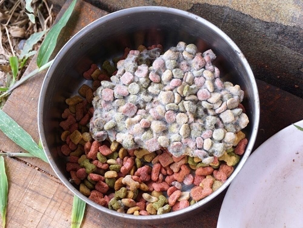 7 Disadvantages of Kibble for Dogs and Cats - Furchild