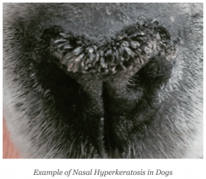 Hyperkeratosis dog 2024 paw pad treatment