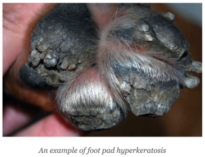 how is hyperkeratosis treated in dogs