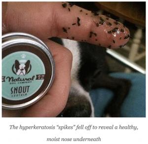 Hyperkeratosis dog shop paw home remedy