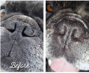 Nasal hyperkeratosis in store dogs