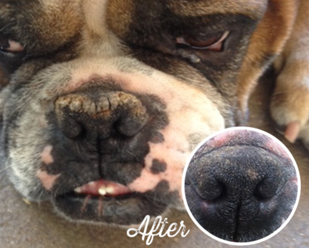 Dog dry best sale nose treatment