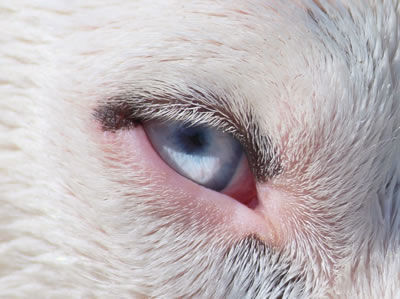 furchild-pet-nutrition-10-signs-healthy-dog-08
