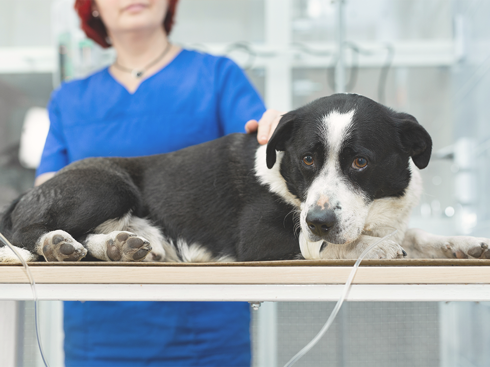 Dog at veterinary clinic