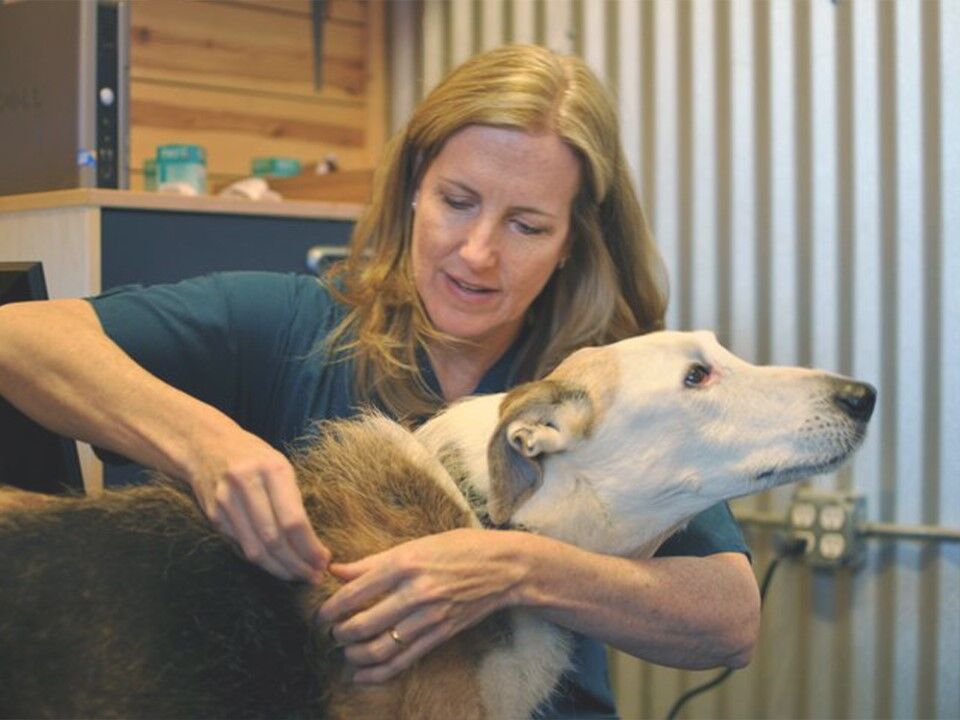 Dr Barbara Royal treating a dog