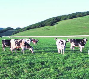 page-tripe-california-cows