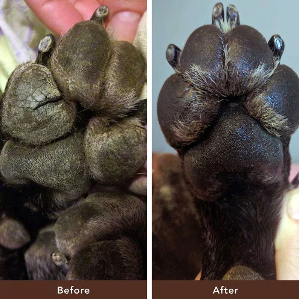 Before and After of using Paw Soother