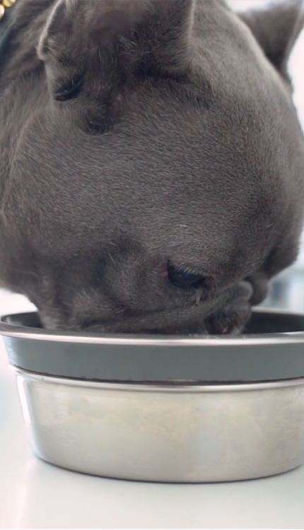 Dog Food Online