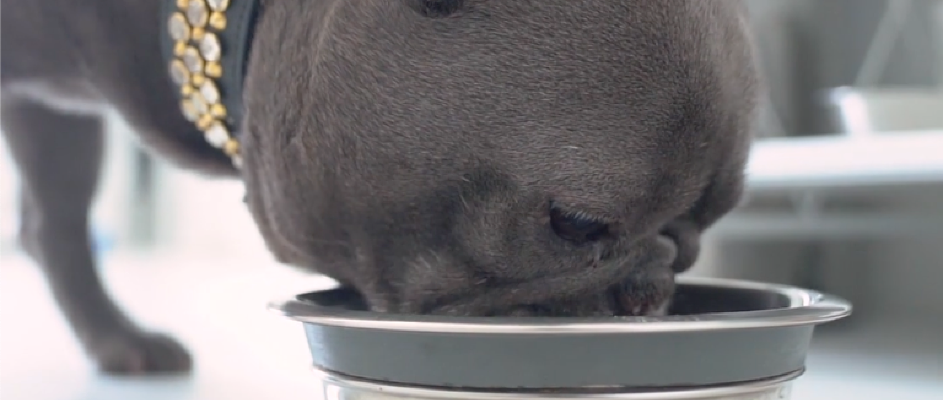 Fresh Dog Food for Healthier, Happier Dogs