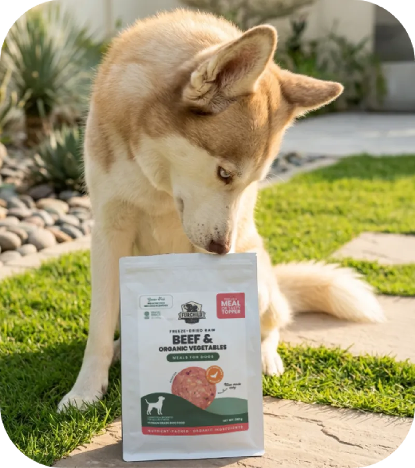 Freeze-dried Dog Meals