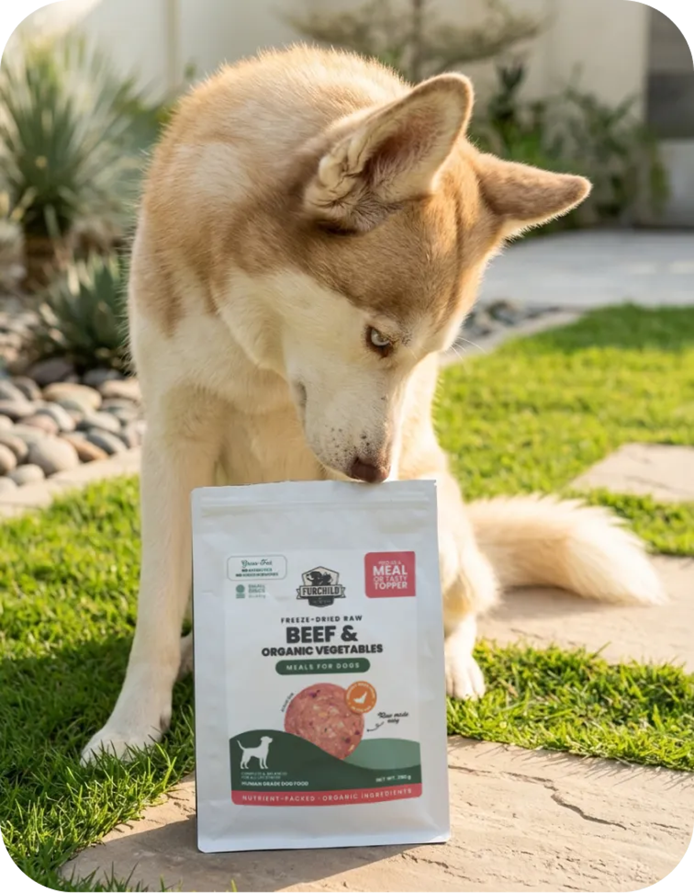 Freeze-dried Dog Meals