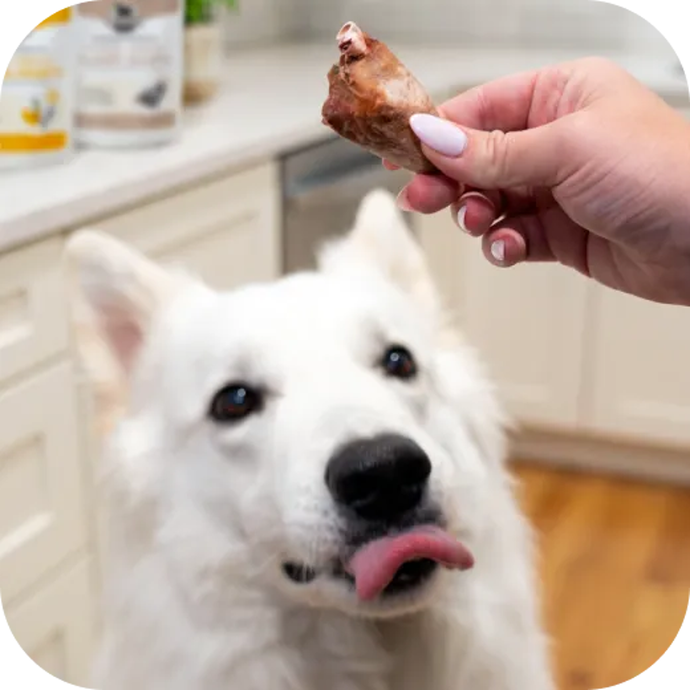 Freeze-dried Dog Treats