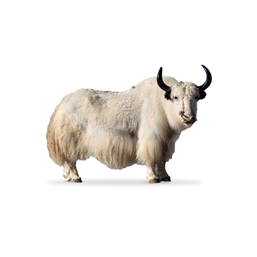 Made from the pure milk of Yaks living and grazing in high-altitude pastures of Nepal. 